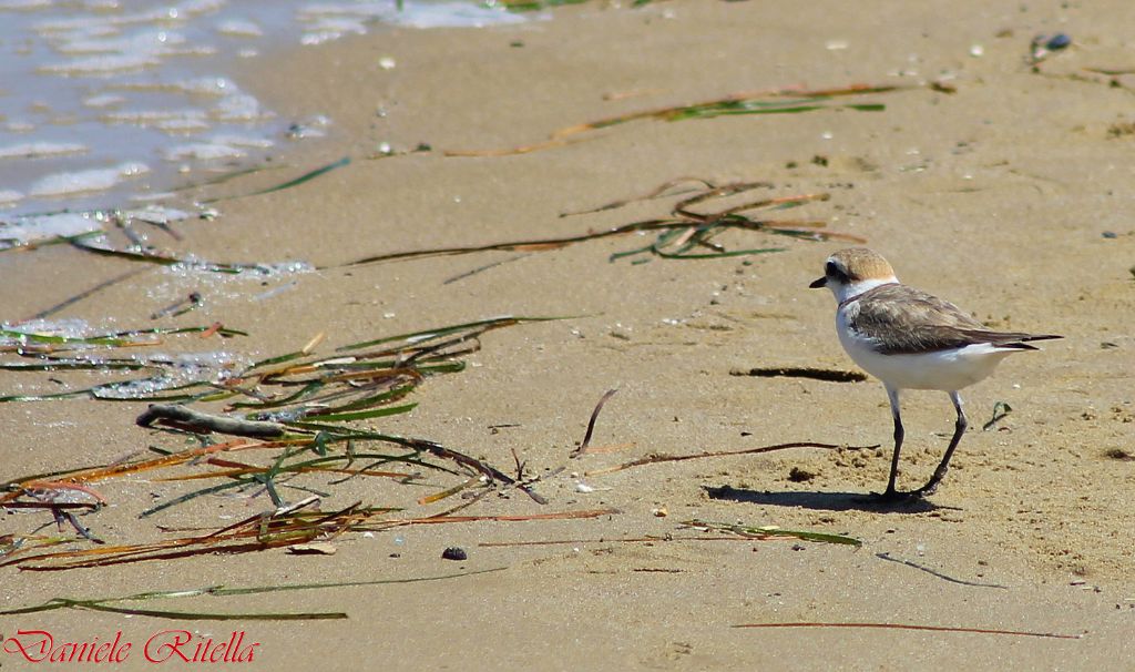 Charadrius alexandrinus: maschio o femmina???